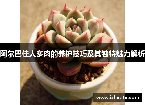 阿尔巴佳人多肉的养护技巧及其独特魅力解析
